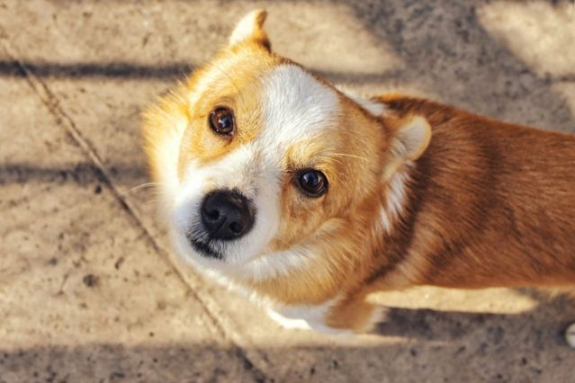 Frau sperrt Hund in Schließfach und besucht Schloss Neuschwanstein.jpg